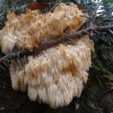 Alpska kupina (alpski hericium, alpski): fotografija i opis kako kuhati